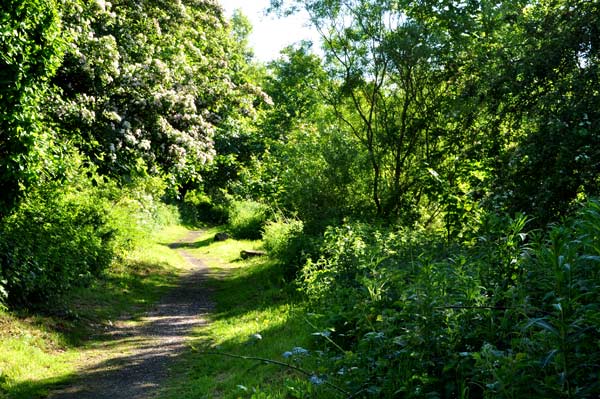 Path through the Arnold Memorial Nature Reserve