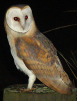 Barn Owl