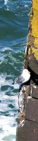 Kittiwake