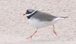 Ringed plover