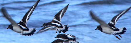 turnstones